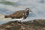 Black Turnstone